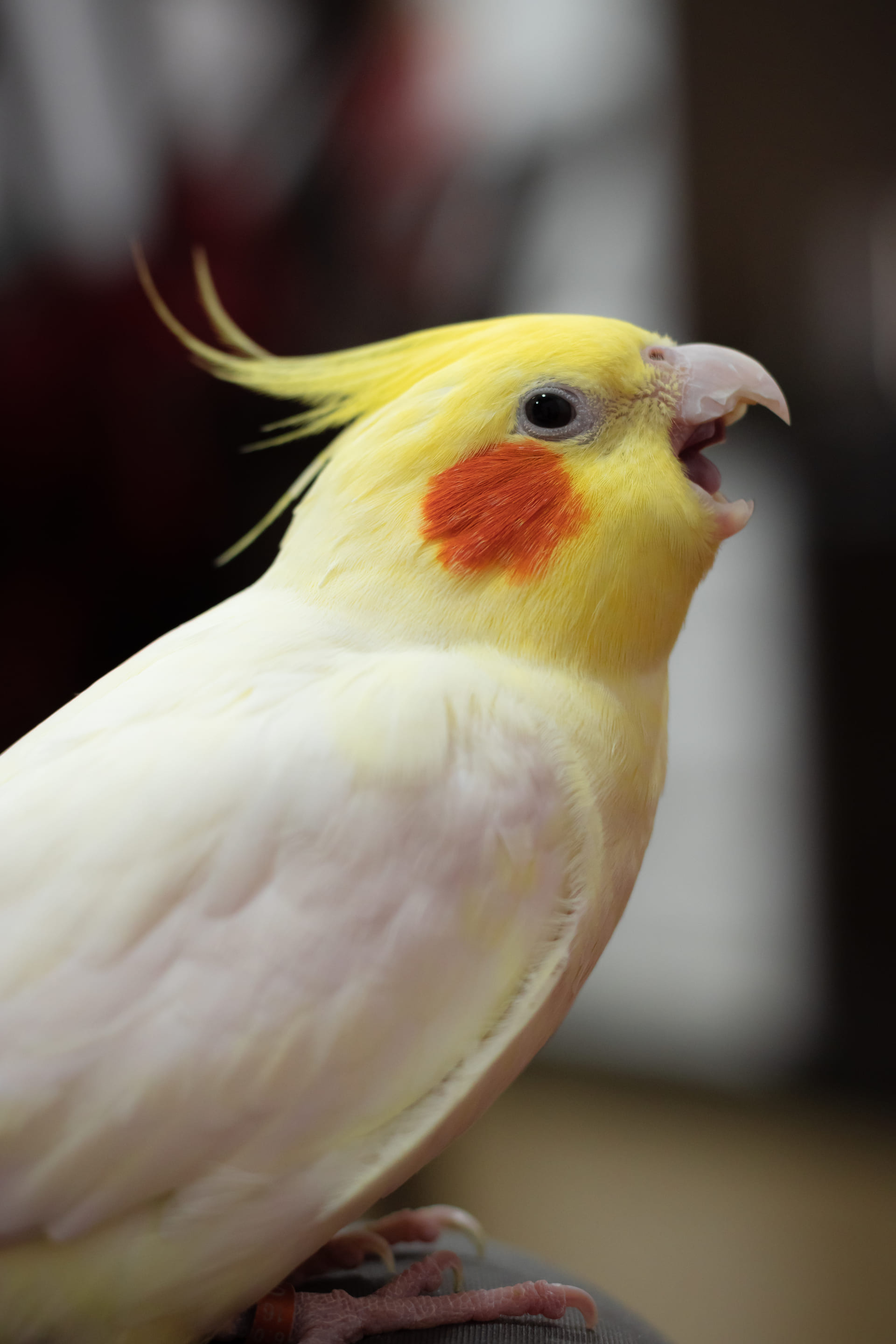 玄鳳鸚鵡