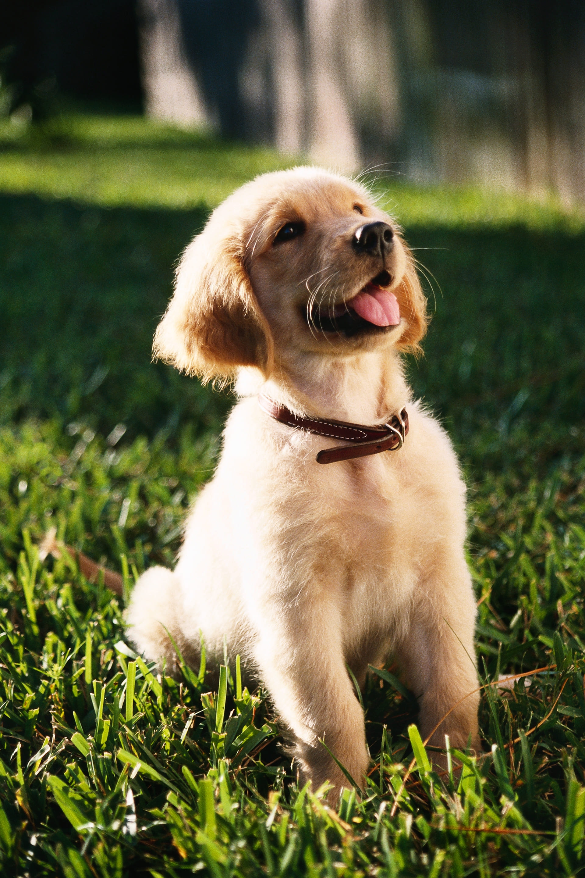 黃金獵犬幼犬