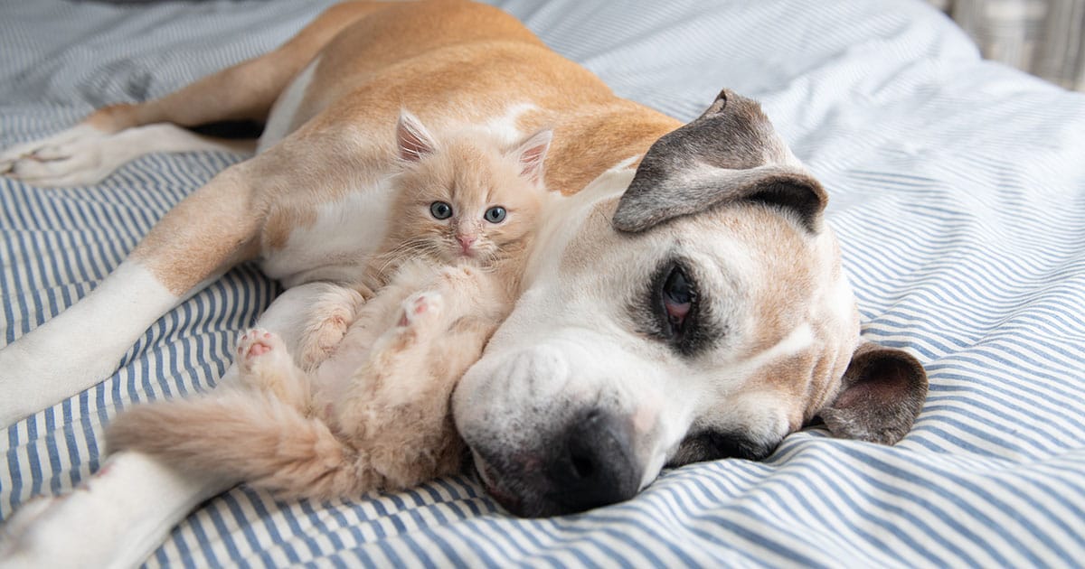 寶貝的 寵物過世 了，該怎麼辦？盤點3種方法，跟寶貝說最後的一聲再見