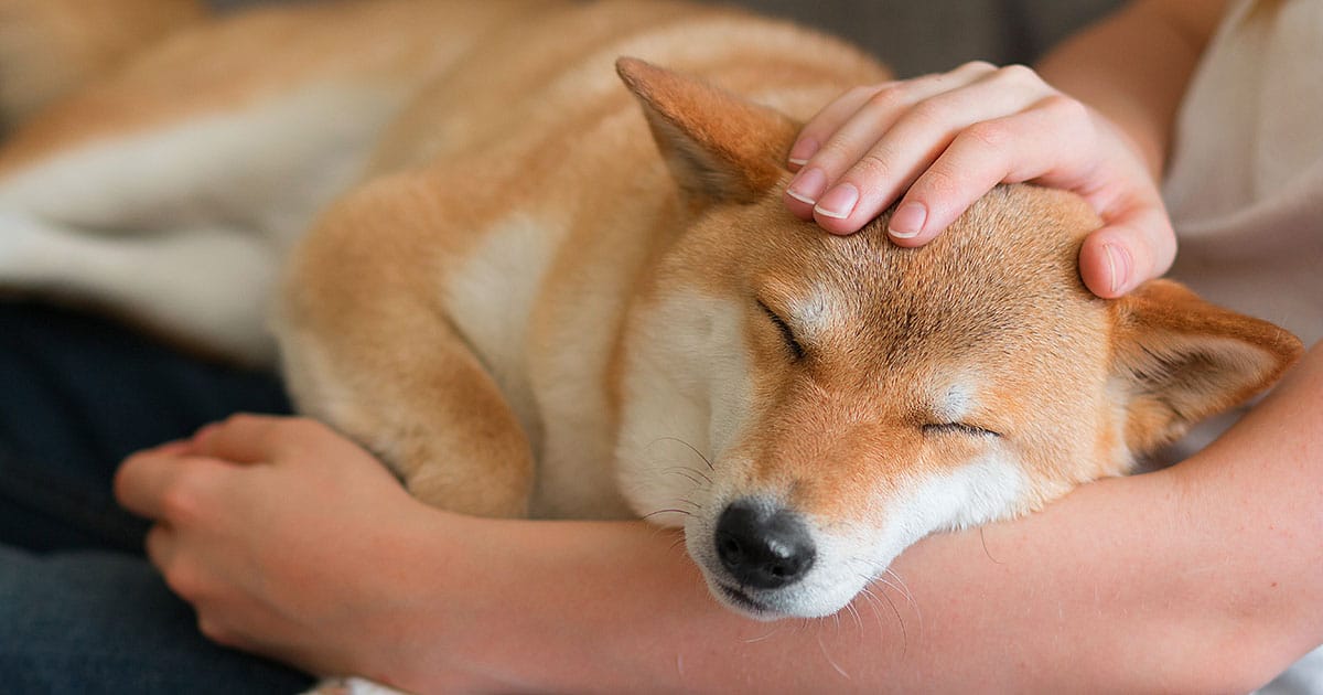 為了再次與祢相遇！寵物過世你必須要做的6件事