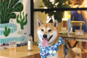 0105b120009gih4nv37DD_C_800_600_R5.png_