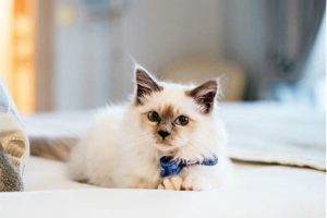 1049x768_20221124000014