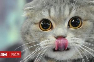 _105981460_d9ff6226-aae3-4bba-8634-d26742299c80