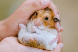 _122762156_gettyimages-1036891448