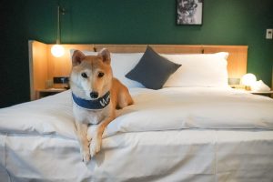 126006121_383819206155975_4940646972851753197_n