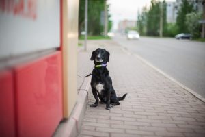 Sad black dog standing on a road and waiting for the owner