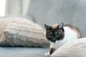 168863199997452_P19911121