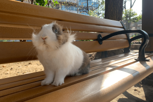 1_9QMrlD8UiurcJhPxqKkiQQ