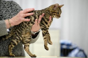 A Bengal kitten is shown at the International Cat Show in Portland, Ore., on January 26, 2019. (Photo by Alex Milan Tracy/Sipa USA)