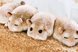 20200225161948-4592f62e