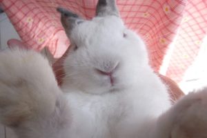 20220208222443nlaq91