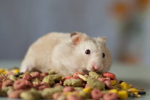 gray hamster home among the colored food rodents