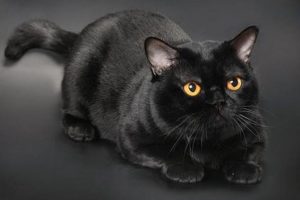 2182ad89f3a542a5869b5b604dc2993e_th