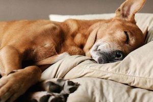 2a14c4f2484c4a4197d3d32cab12c74a