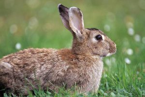 hare ( Lepus europaeus ), rodent, mammal, Germany, Europe, Easter, animal