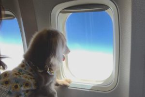 42c9dd29-dc47-48a9-aadc-eaae7a35670f