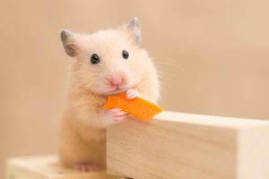 446cd38271c5727158c5eeb02277a778