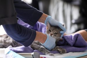 FILE PHOTO: Home veterinarian Wendy Jane McCulloch examines 8-year-old cat Ivy at the closed Botanica Inc. office as she makes client home visits, which have additional safety protocols in recent weeks during the spread of coronavirus disease (COVID-19) outbreak, in Manhattan, New York City, U.S., March 31, 2020. REUTERS/Caitlin Ochs - RC2AVF966EA7/File Photo