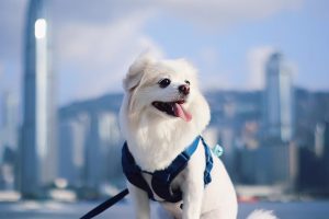 4間寵物攝影服務介紹1