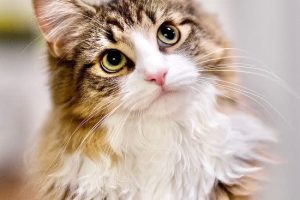 534ccc66474fe9808d66c41e97c29831