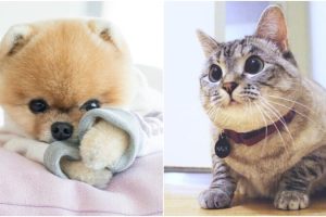 5CD2A3BBEFDDE1557308347