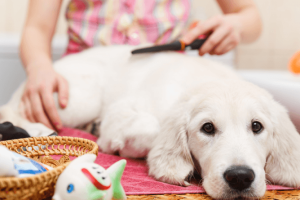 5dc7109a50793-800x445