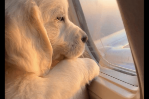 676d-1cedd6fc68ba1ca2ab33ac934d74cba6