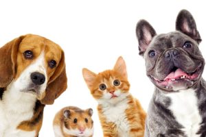 cat and dog and hamster on a white background