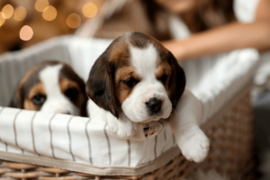 7OoasJFAEElIYYCVmTwP5yJwmM11wNp47cAWy2lr