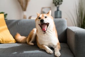 7d09b390-c6ed-11ed-bfbd-2e9b76074af2