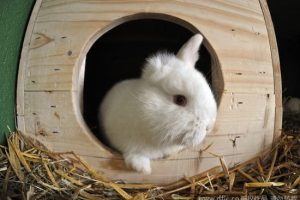 A rabbit with only one ear pictured in his stable in Egglham, Germany, 16 March 2010. The yet nameless white rabbit was born in early February and only has one ear. Photo: Armin Weigel