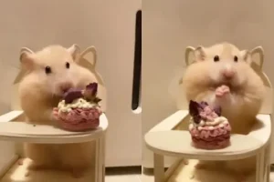 947d51d46c73e0fe7a57b83c1fa29e6b_750