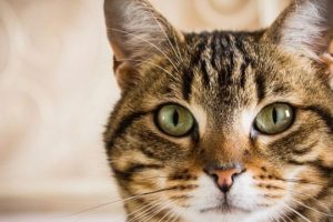 _96522171_gettyimages-450864271