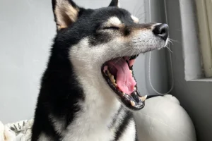 9E8929FF-4A4E-4884-A76B-33F75F922FB1_1_201_a