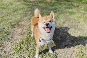 9f014d2f-86bd-4113-9767-2ca896338d68