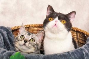 FpGVk-rm8r-bPyi8s-asade4DK7a