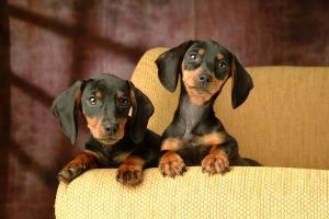 Miniature_Dachshund_85591