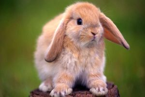 O1CN011ZHtzkQnmmMmORF_!!3818963170-0-daren