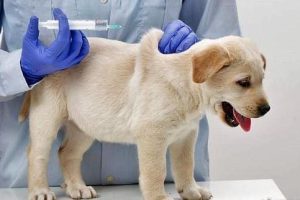 O1CN01XRa0Be1Os7dnED93X_!!2200784671760-0-daren