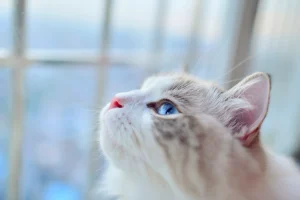 O1CN01kEO7MG1GrBum7JC4r_!!2335360675