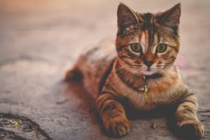 Striped-cat-look-cute-pet_m