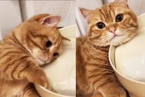 Tv7Vjt9tCnYU8Wt46Zi0oeuBhJZ3fzFIvAInFNWn