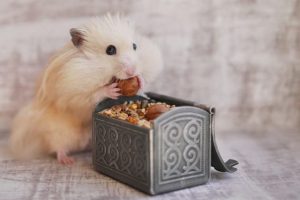 Funny furry hamster has large cheek. Hamster eats food.