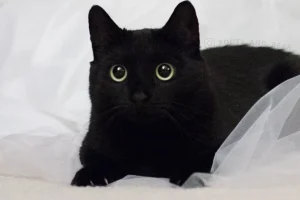 boots_and_bear_54513937_414197396048037_3212682727524727332_n