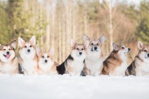 c2450135dbz4mshr1fiuu