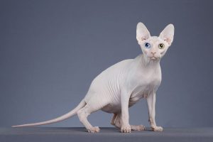 c32993fae7a38bc72b26a1a505ec1d8a