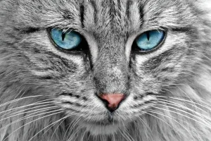 cat_1659882617172_1659882628989_1659882628989