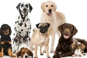 ce23d270f98b5c361c11b53.jpg_800_0_3_713e