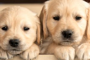 cutest-dog-breeds-jpg