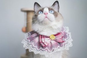 d04c2cf0-cae8-11ed-bf77-a02613fdcb8a